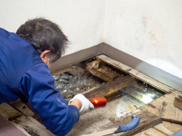 Best Certified Mold Removal  in Clairton, PA