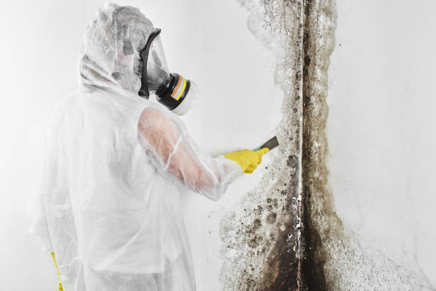 Mold Testing and Removal in Clairton, PA