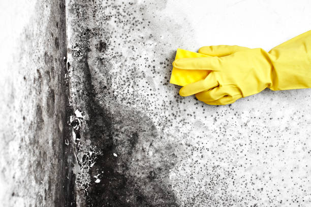 Best Fast Mold Removal  in Clairton, PA