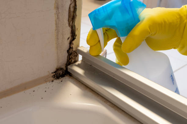 Best Attic Mold Removal  in Clairton, PA