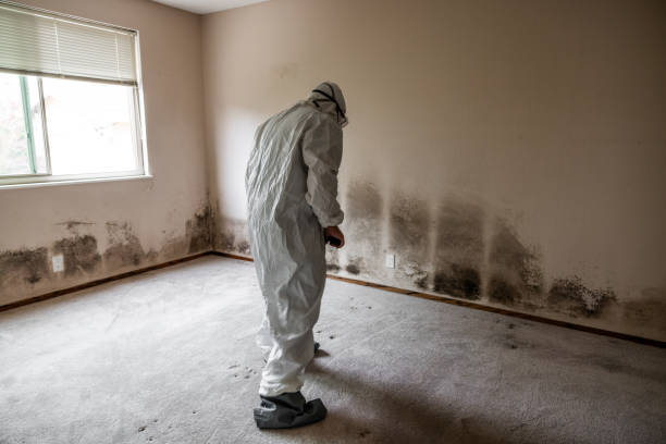 Crawl Space Mold Removal in Clairton, PA