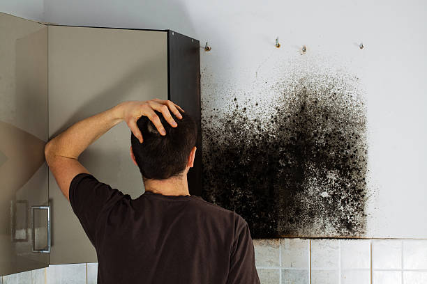 Best Mold Removal Process  in Clairton, PA